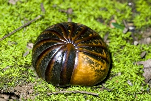 Pill Millipede rolled up in self defence. Emerge from resting places when humidity high after rainfall Pill Millipede rolled up in self defence. Emerge from resting places when humidity high after rainfall