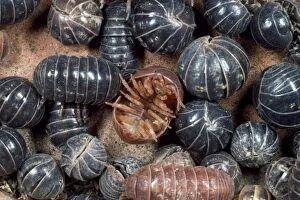 Armour Gallery: Pill Woodlouse - group, aggregation