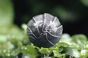 Images Dated 30th September 2008: Pill Woodlouse - rolled into a ball