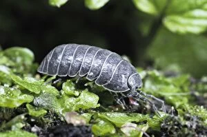 Images Dated 20th October 2010: Pill Woodlouse - Slate-grey variety. UK