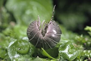 Images Dated 11th November 2010: Pill Woodlouse - unrolling