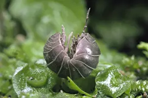 Curled Up Prints: Pill Woodlouse - unrolling, UK