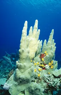 Sponges Prints: Pillar Coral Yellow Boring Sponges (Siphonodictyon coralliphagus)