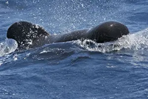 Pilot Whale. The strait of Gibraltar
