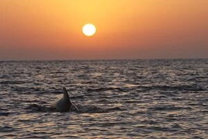Pilot Whale - at sunset