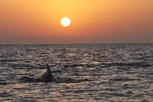 Mediterranean Prints: Pilot Whale - at sunset. The strait of Gibraltar