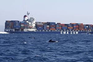 Images Dated 1st July 2007: Pilot Whales - with cargo ship behind. The strait of Gibraltar