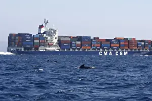 Commerical Prints: Pilot Whales - with cargo ship behind. The strait of Gibraltar