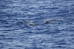 Madeira Prints: Pilot Whales Madeira September