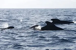 Mediterranean Prints: Pilot Whales. The strait of Gibraltar