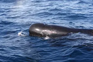 Pilot Whales. The strait of Gibraltar