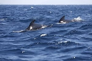 Images Dated 1st July 2007: Pilot Whales. The strait of Gibraltar