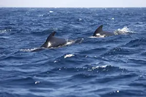 Pilot Whales. The strait of Gibraltar