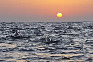 Strait Of Gilbraltar Prints: Pilot Whales - at sunset. The strait of Gibraltar