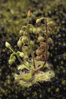 Pimpernel Sundew - on granite outcrop - Shannon National Park, Western Australia JPF22924
