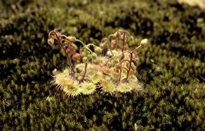 Sundews Prints: Pimpernel Sundew - on granite outcrop - Shannon National Park - Western Australia JPF22925