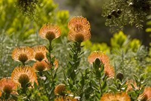 Images Dated 25th August 2009: Pincushion bush - Cape town - South Africa