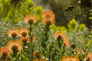 Fynbos Prints: Pincushion bush - Cape town - South Africa