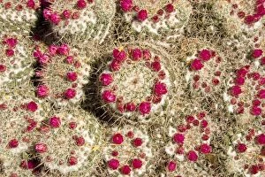 Images Dated 21st March 2005: Pincushion Cactus