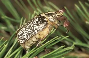 Pine Prints: Pine Chafer USH 322 Male Polyphylla fullo © Duncan Usher / ardea. com
