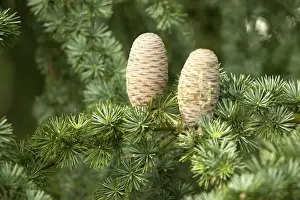 Seeds Prints: Pine Cones on Cedar Tree