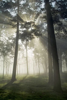 Images Dated 8th August 2011: Pine forest backlight at dawn in Umbe mount