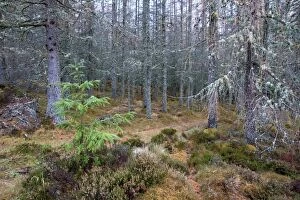 Images Dated 17th November 2009: Pine forest - Cairngorm - Scotland