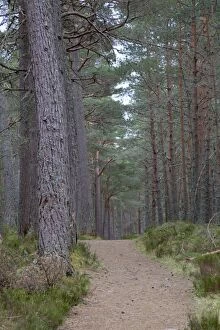 Images Dated 1st April 2012: Pine Forest - Loch Garten