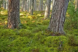 Pines Prints: Pine Forest - tree trunks - near Loch Garton - Cairngorm NP - Scotland