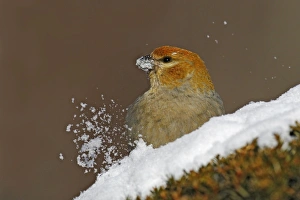 Images Dated 15th December 2005: Pine Grosbeak