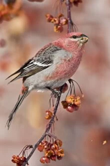 Images Dated 5th December 2007: Pine Grosbeak - adult male in Maine, December, USA