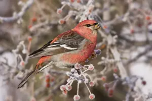 Grosbeaks Prints: Pine Grosbeak - adult male in winter. CT in December, USA