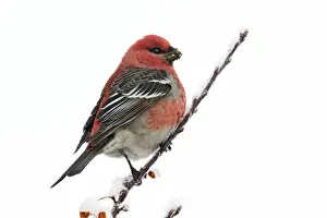 Pine Grosbeak - adult male in winter. CT, January, USA