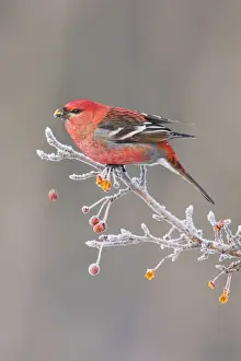 Grosbeaks Prints: Pine Grosbeak - adult male in winter. December in CT