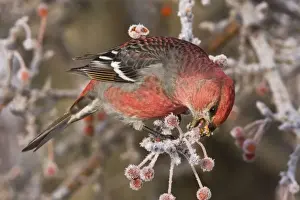 Pine Grosbeak - adult male in winter eating berries. December in CT, USA