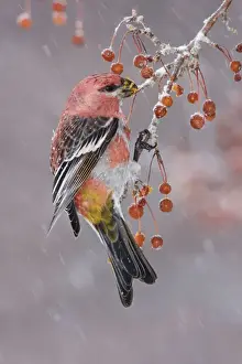 Pine Grosbeak - adult male in winter. January, CT