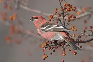 Pine Grosbeak - adult male in winter. January in CT