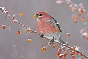 Grosbeaks Prints: Pine Grosbeak - adult male in winter. January in CT. USA