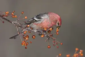 Pine Grosbeak - adult male in winter. January in CT, USA