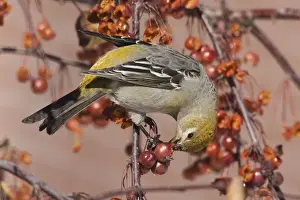 Grosbeaks Prints: Pine Grosbeak - eating berries, Maine, December, USA