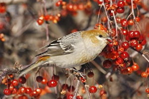 Images Dated 15th December 2005: Pine Grosbeak - female