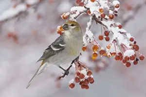 Pine Grosbeak - female, December, CT, USA