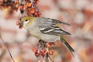 Images Dated 5th December 2007: Pine Grosbeak - female in December, Maine, USA