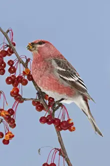 Grosbeaks Prints: Pine Grosbeak. Maine in December, USA