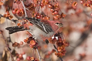 Images Dated 5th December 2007: Pine Grosbeak, Maine, December, USA