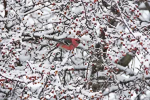 Grosbeaks Prints: Pine Grosbeak - male in winter. CT, December, USA