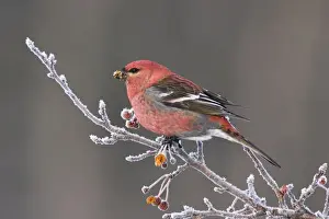 Grosbeaks Prints: Pine Grosbeak - Male in winter. December in CT, USA