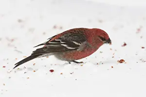 Grosbeaks Prints: Pine Grosbeak - male in winter. December in Maine, USA