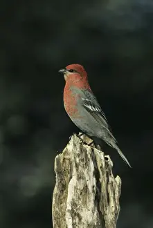 Grosbeaks Prints: Pine Grosbeak Montana, USA BI006846