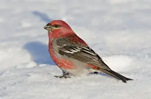 Finch Prints: Pine Grosbeak - in snow - Maine - USA - February